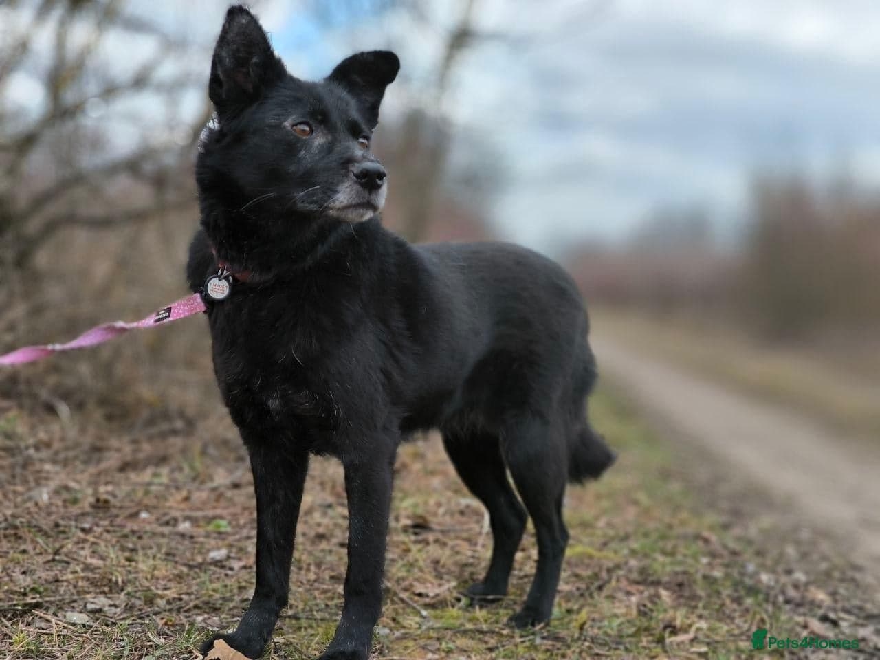 οΈπΆ tofa photo 2