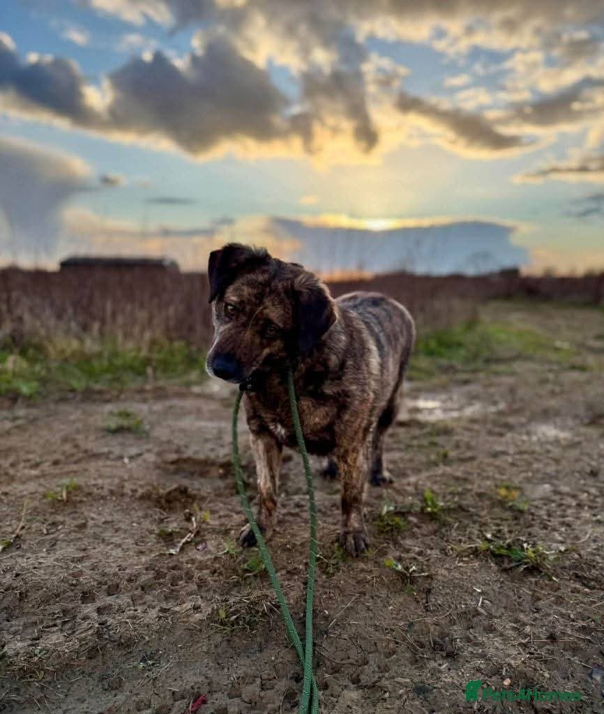 Meet Brownie, currently residing in Essex photo 5