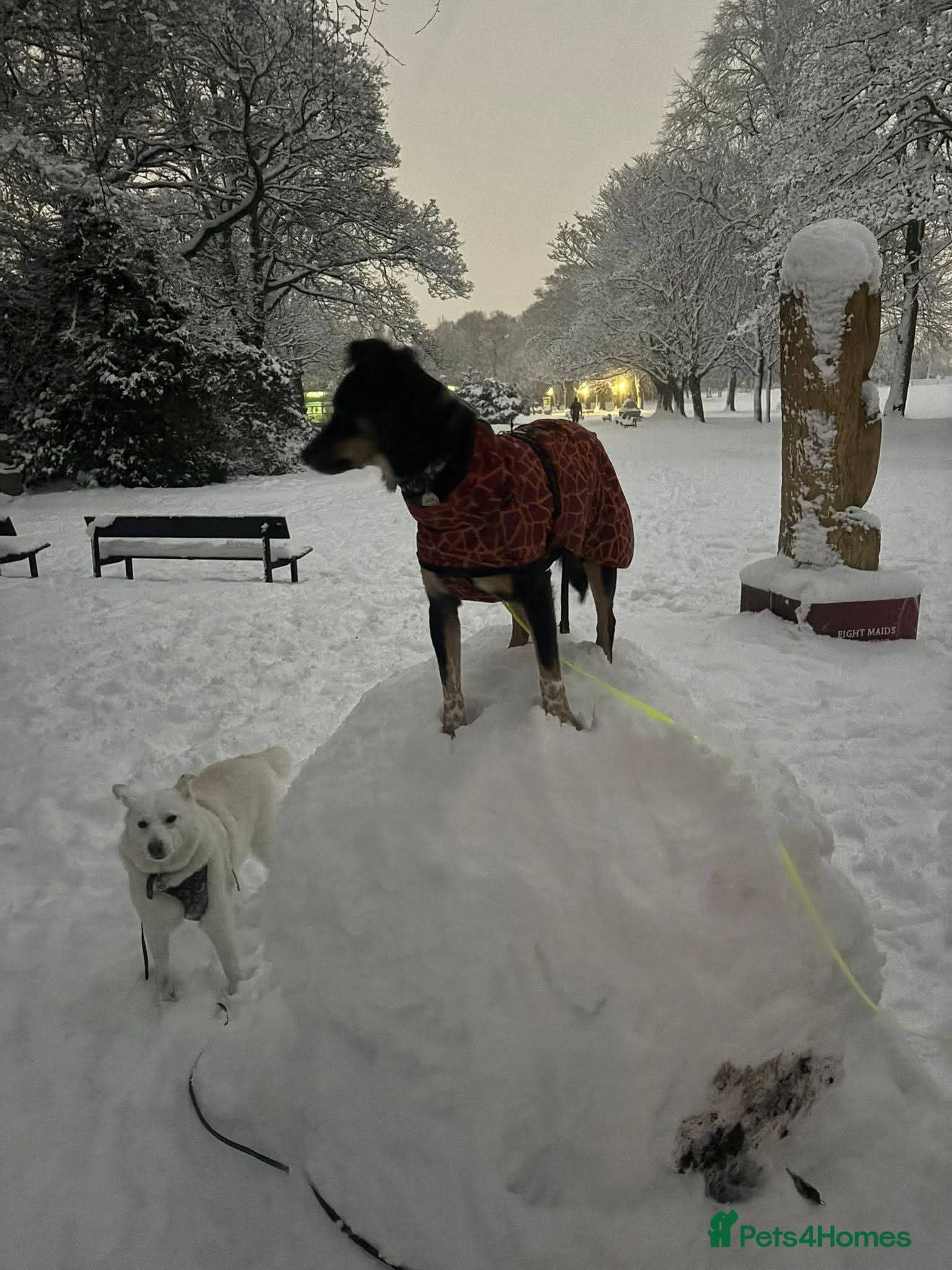 Meet Dave, currently residing in Aberdeen photo 16