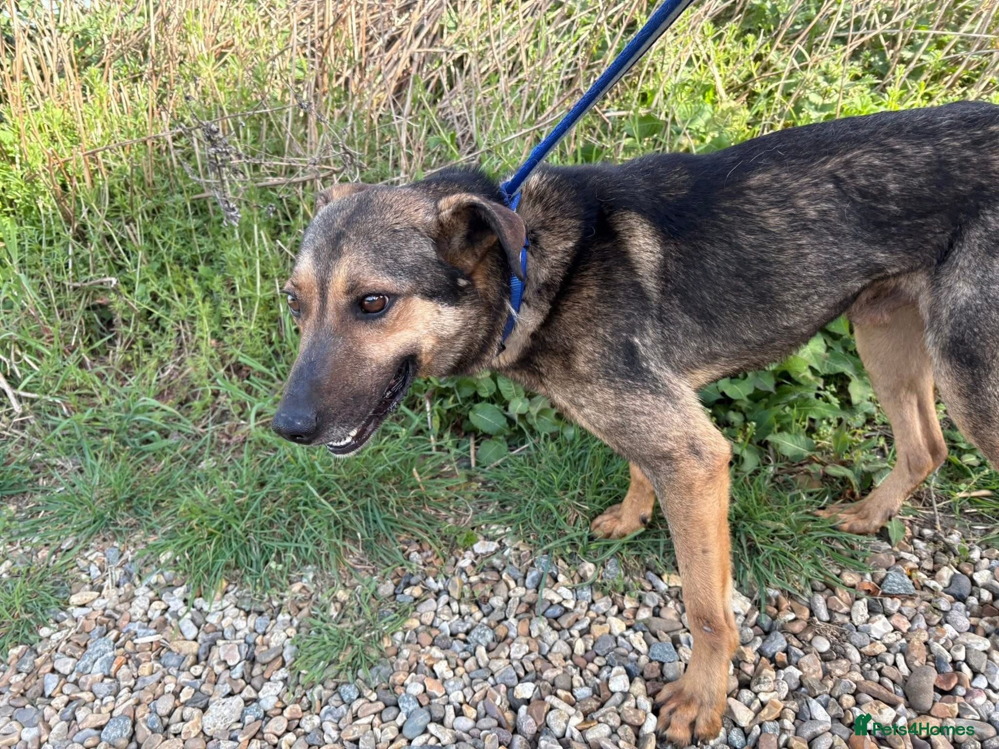 Jenkins - Norwich Norfolk photo 8