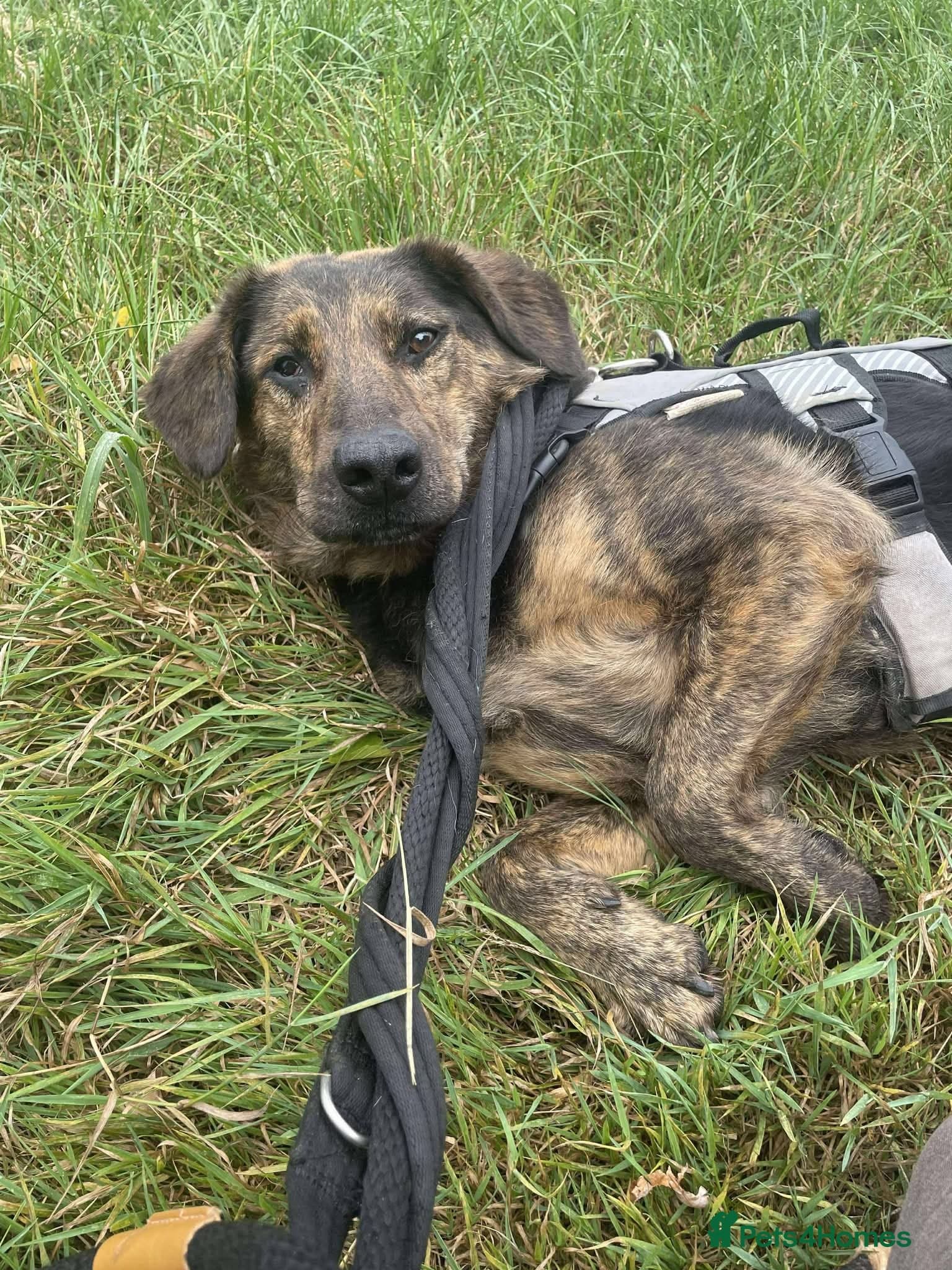 Meet Jess, currently residing in Essex — Mixed Breed