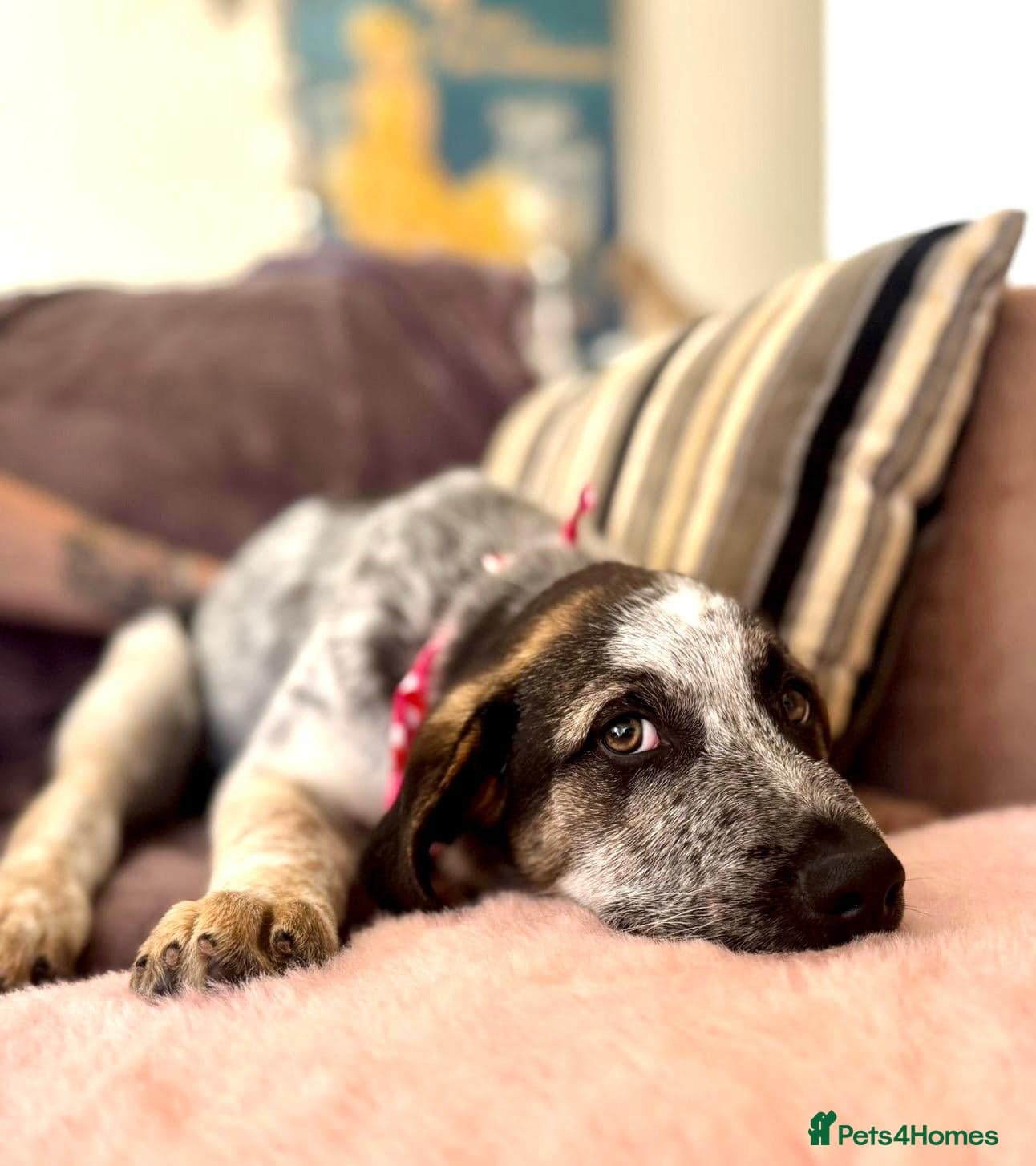 Easygoing Electra - Colourful Lab type photo 37