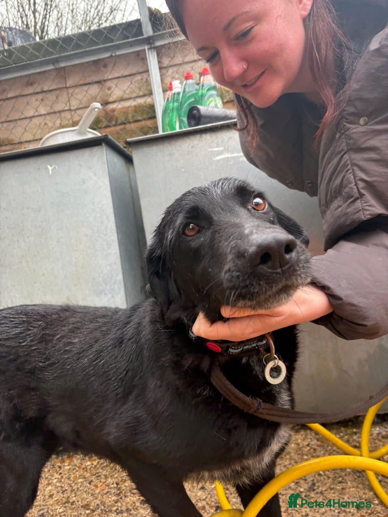 Merlin - Norwich Norfolk photo 11