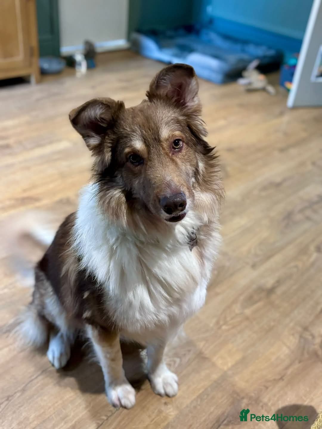 Meet Teddy, currently residing in Lincolnshire photo 5