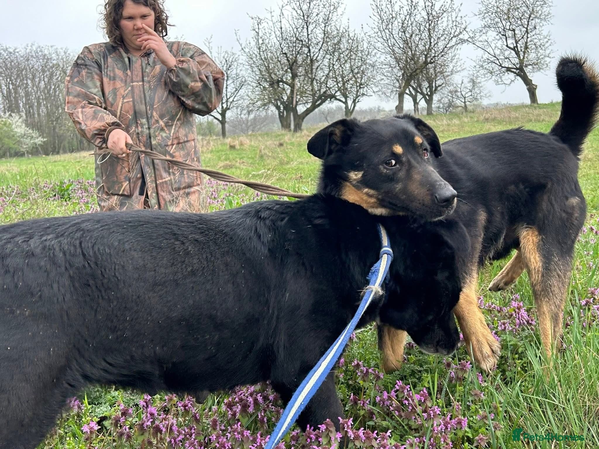 Romeo - Norwich Norfolk photo 9