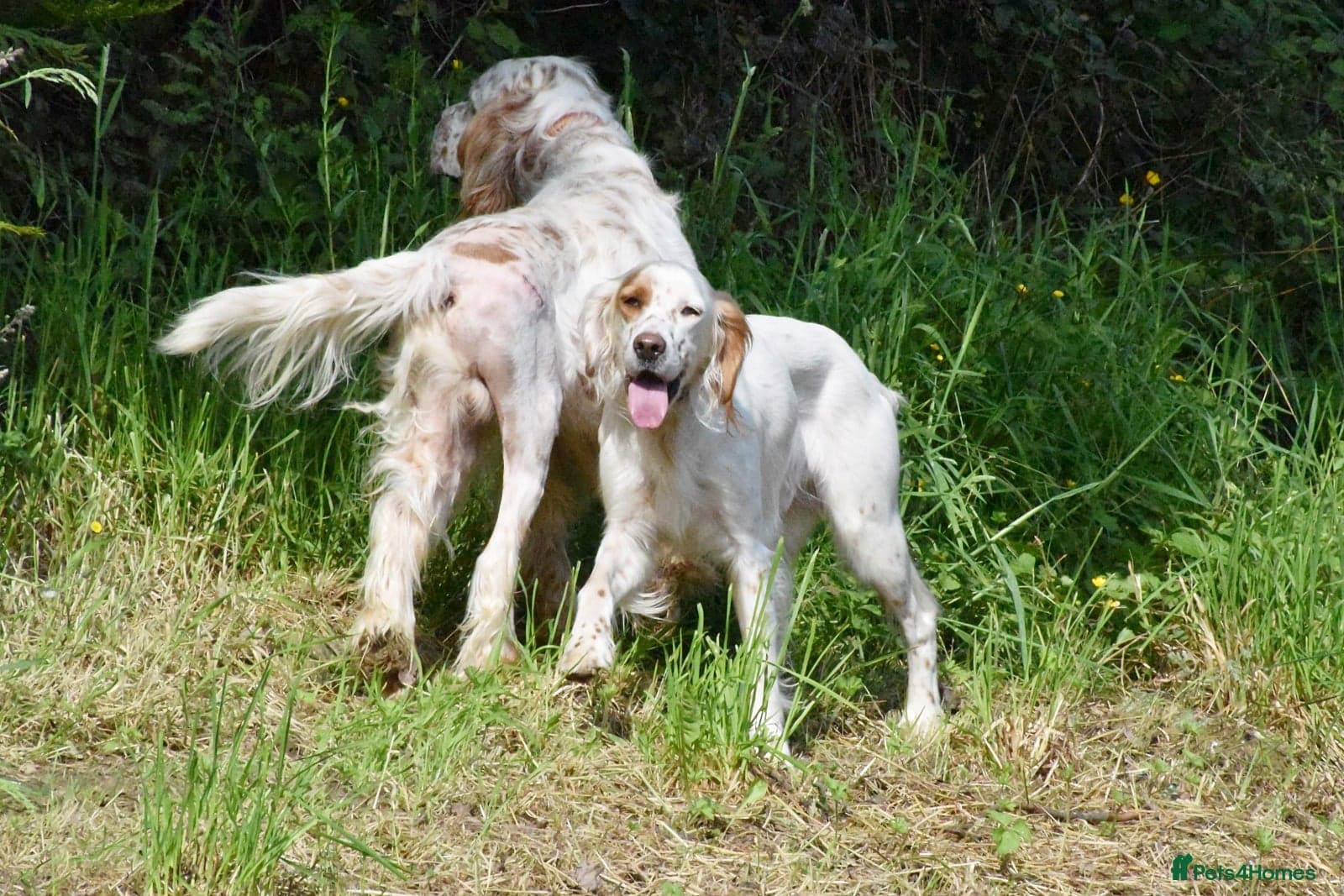 Parchi (Lucas) photo 5