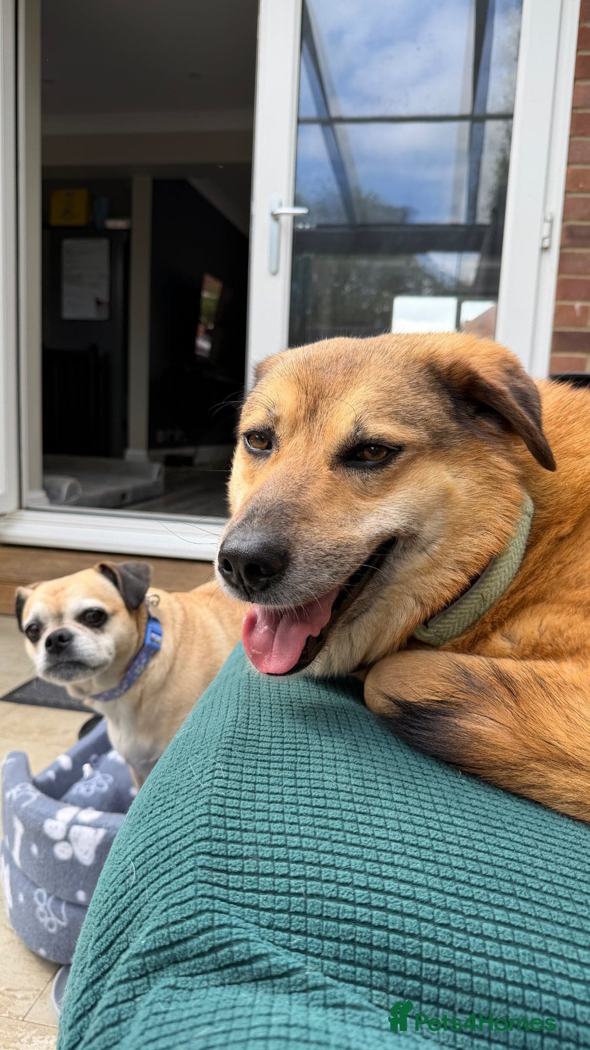 Sweet Muffin photo 3