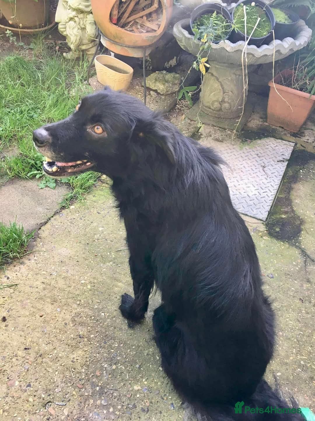 Meet Hera, currently residing in Middlesex photo 5