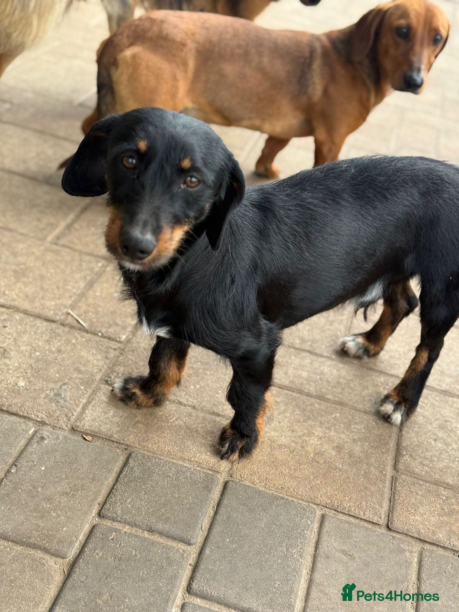 Lovely Cooper ready for his home! photo 7