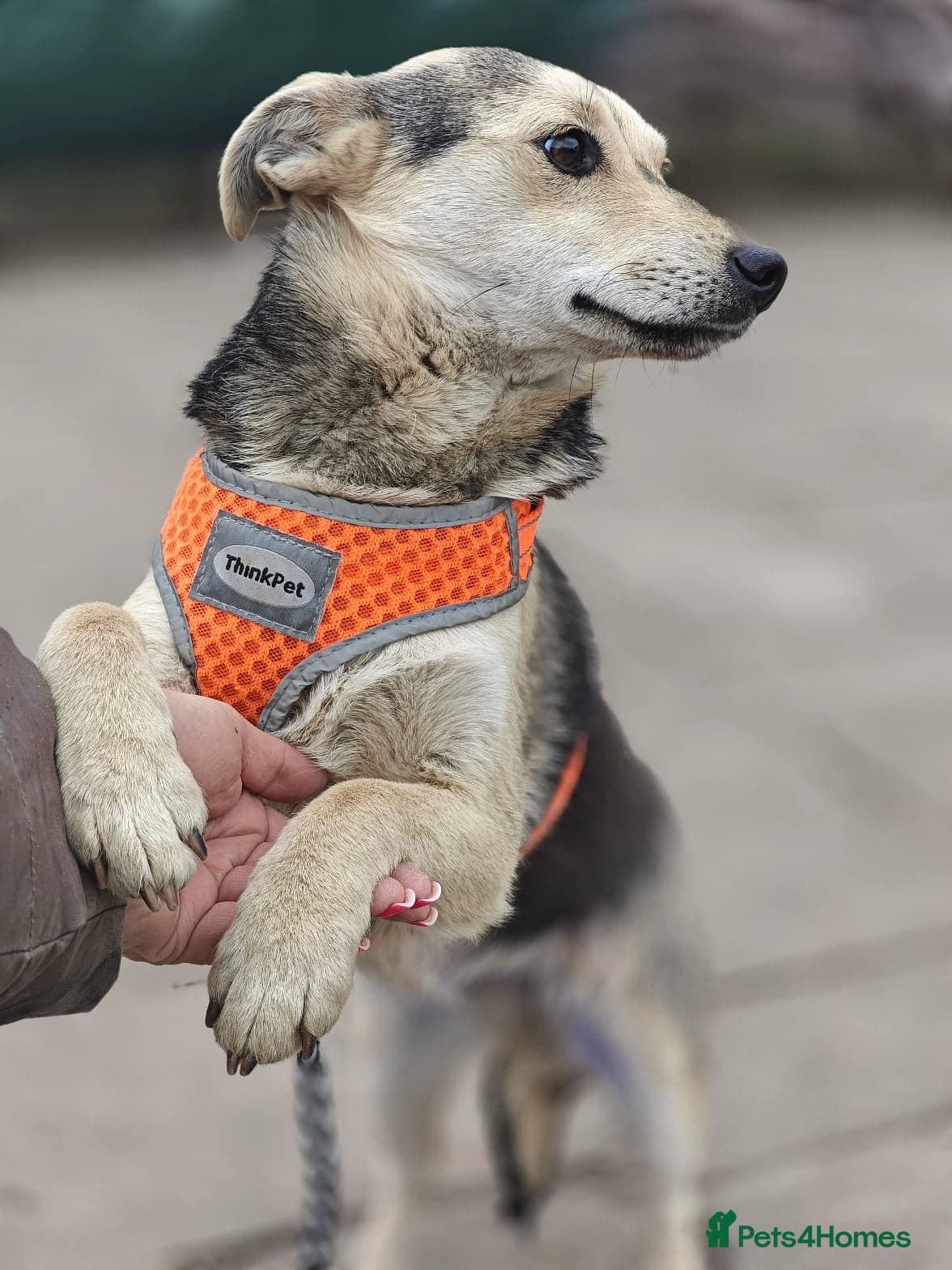 οΈπΆ maree photo 11