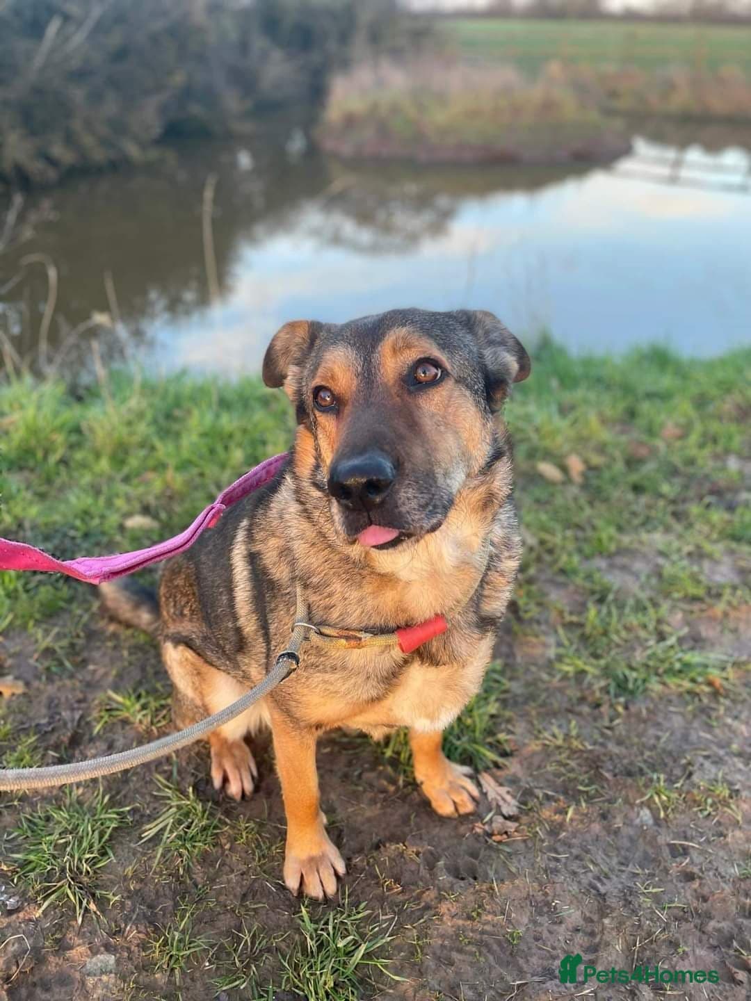 Meet Kobi, currently residing in Cheshire photo 5