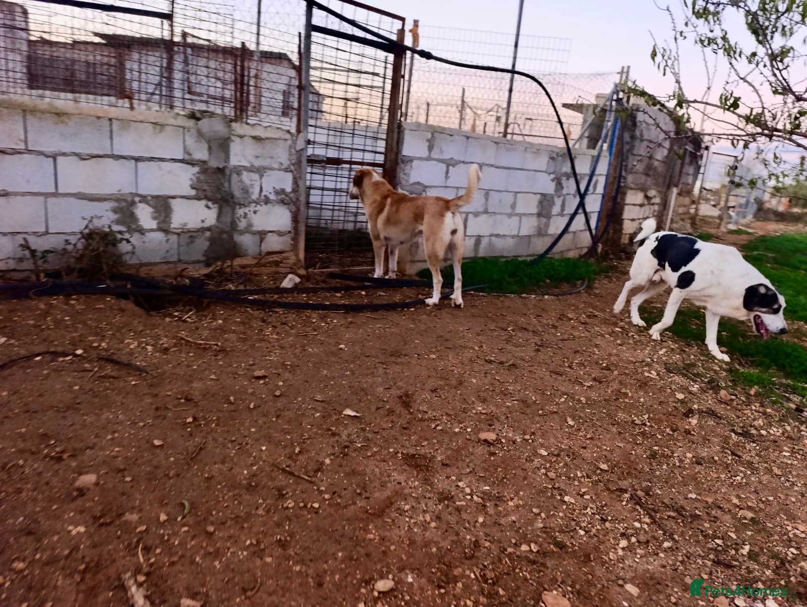 ️🚨URGENT FOSTER OR adopter needed. photo 7