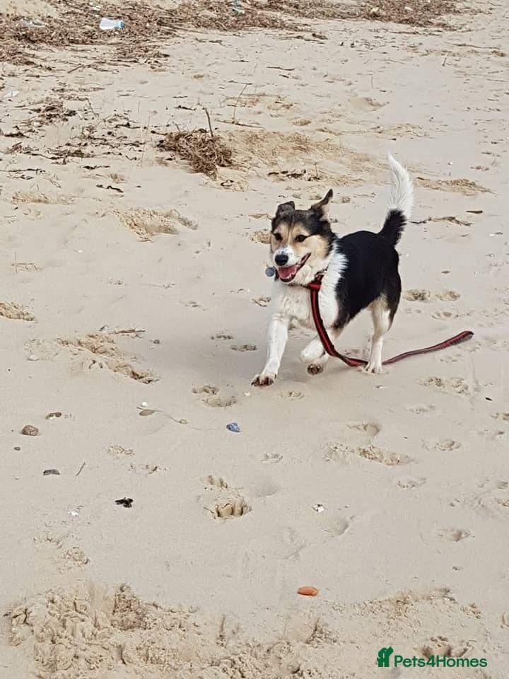 Tara - Norwich Norfolk photo 16