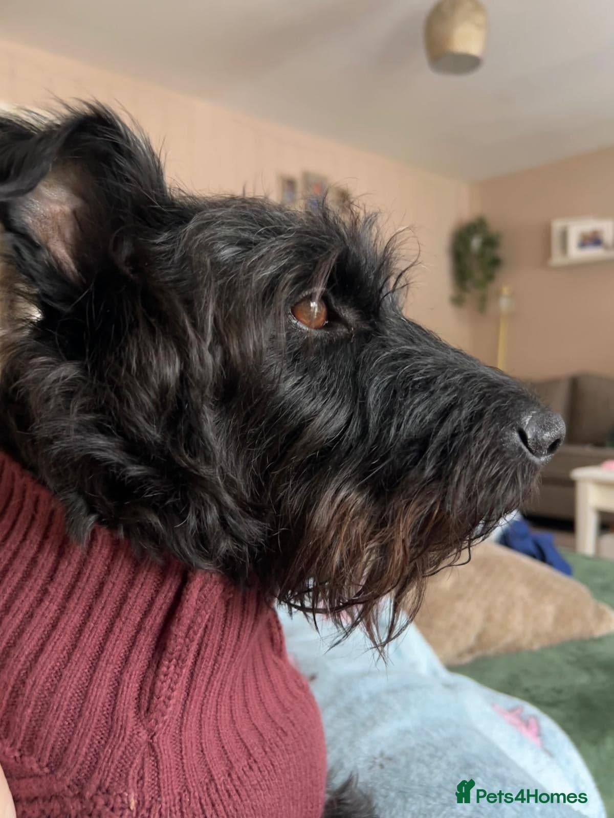 Lovely alfie seeks the quiet life photo 3