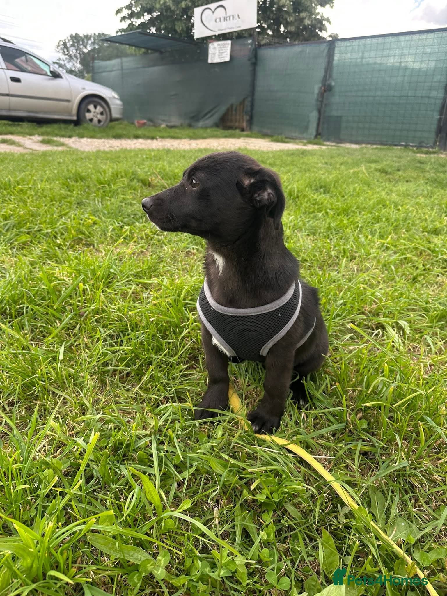 Meet Raegan, currently residing in Surrey — Mixed Breed