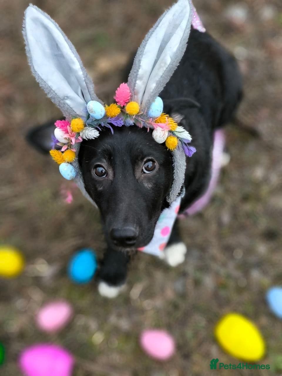 οΈπΆ masha photo 3