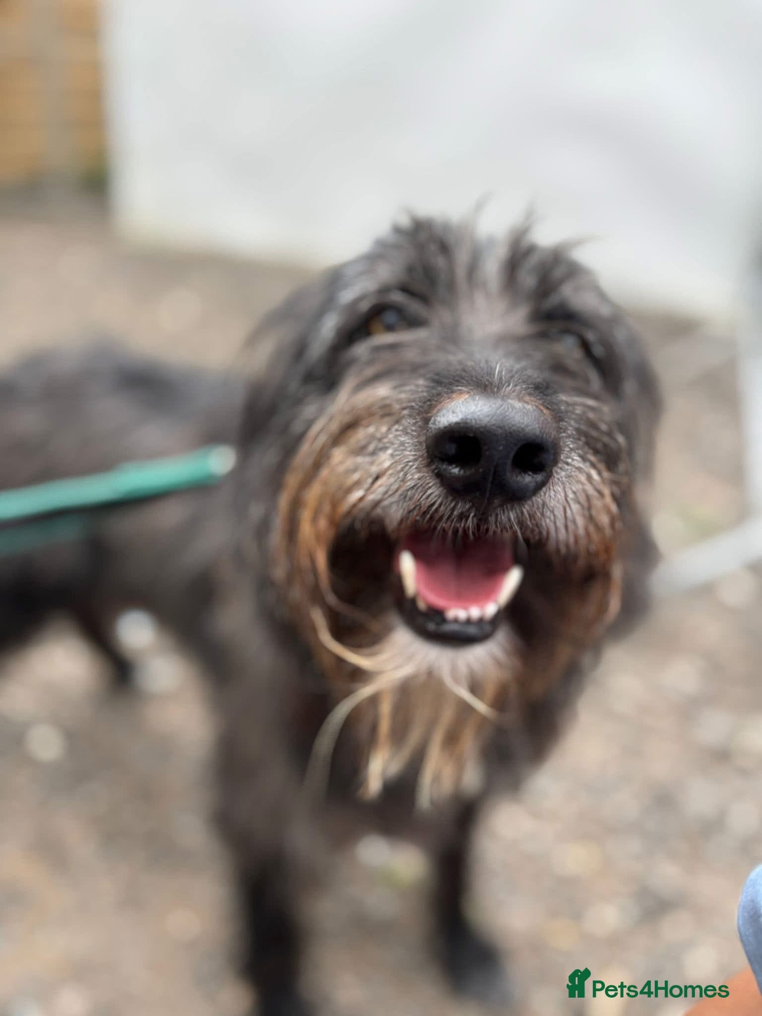 Herbie ๐ Female-only home needed! photo 3