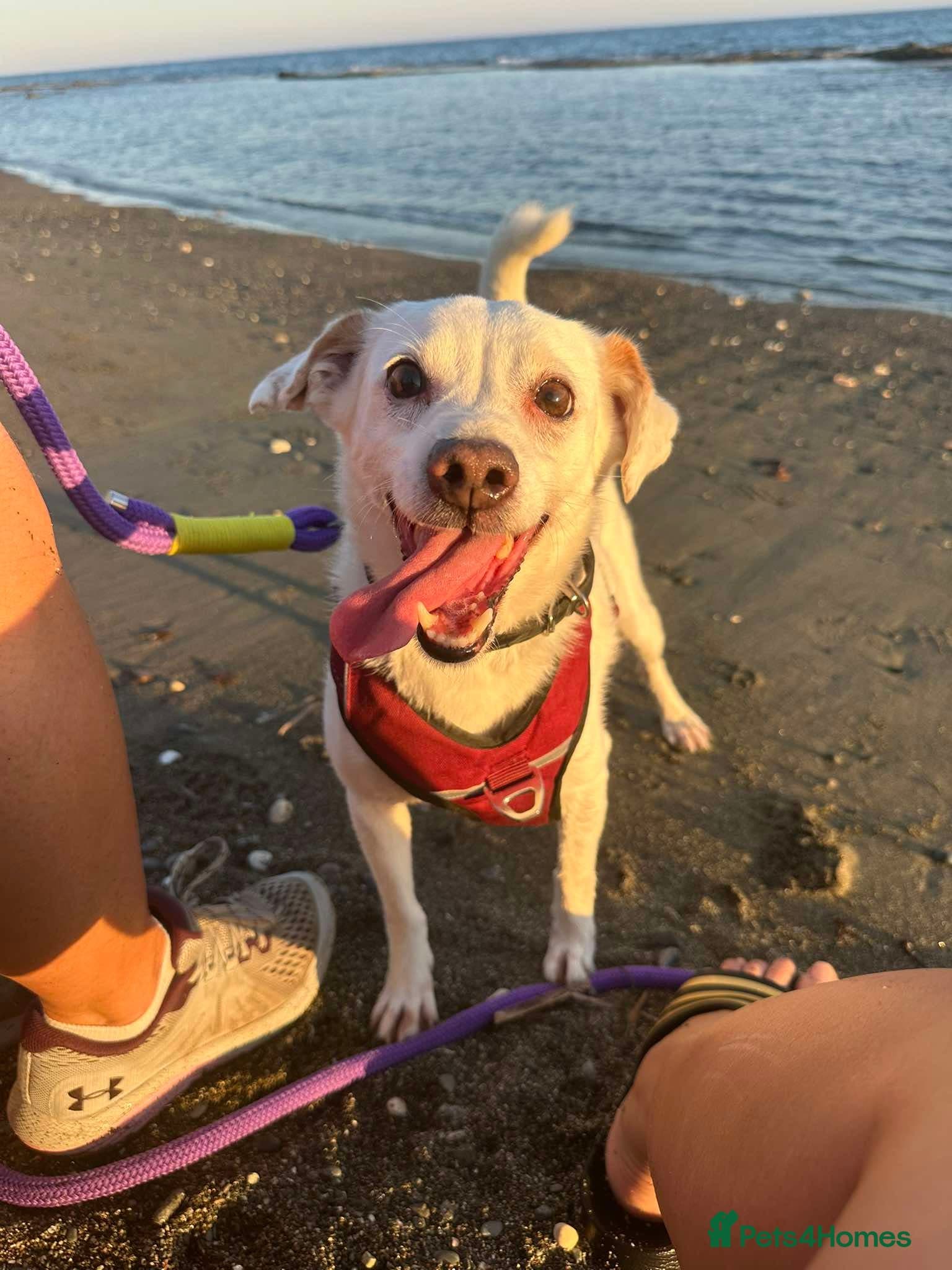 Sweet senior Bobby photo 13