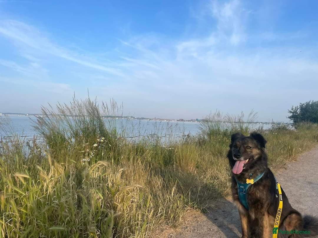 Meet Lenny, currently residing in Southsea photo 10