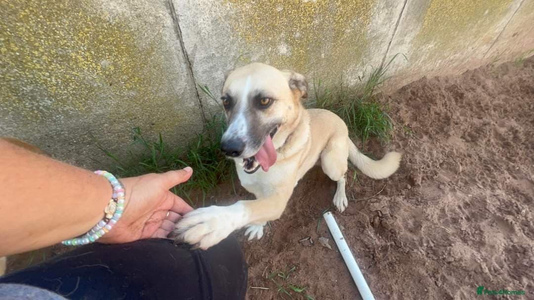 Meet Ruma, currently residing in Cheshire photo 9