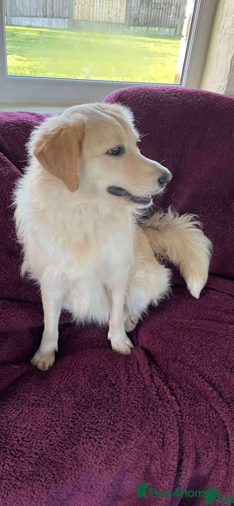 Perdita - now reserved photo 6