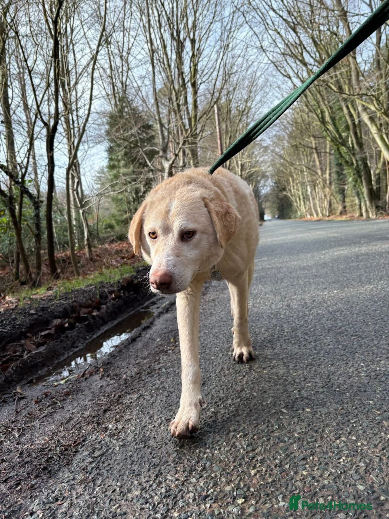 Ralph - Norwich Norfolk photo 10