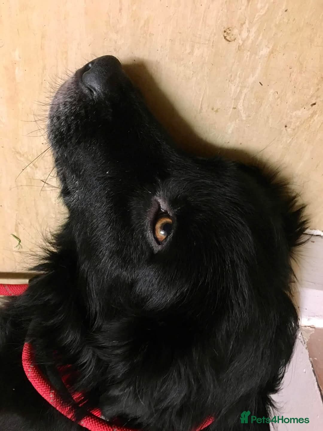 Meet Hera, currently residing in Middlesex photo 3