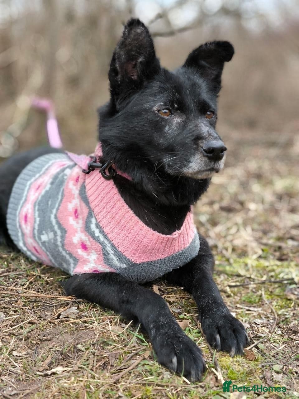 οΈπΆ tofa photo 23