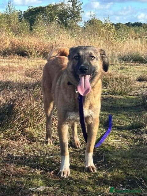 Levi - Norwich Norfolk photo 39