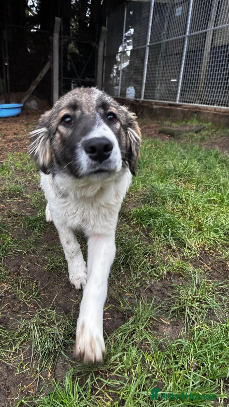 Meet Hannah and Honey !!! photo 5