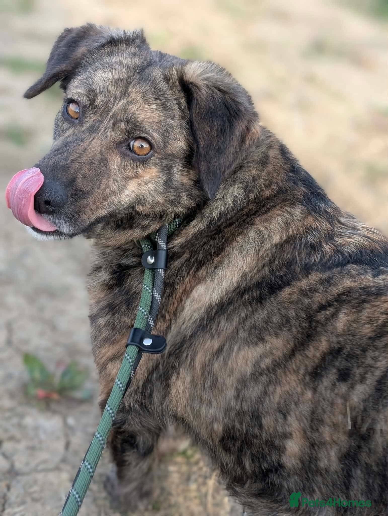 Meet Brownie, currently residing in Essex — Mixed Breed