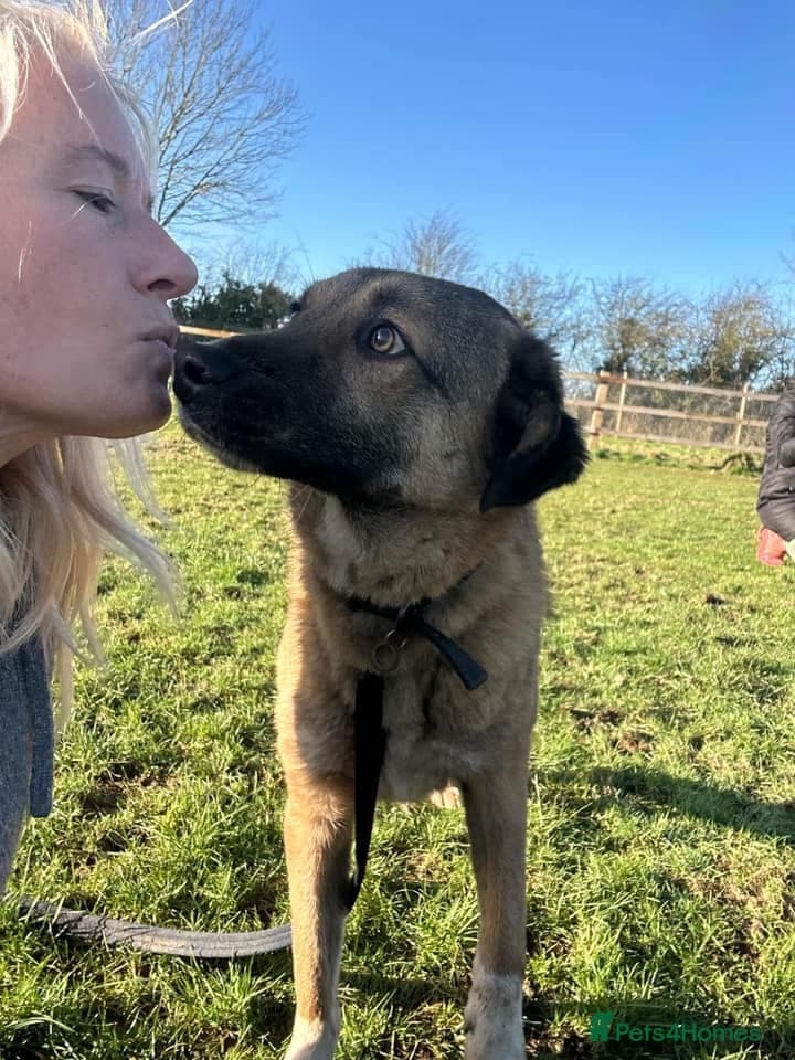 Levi - Norwich Norfolk photo 4