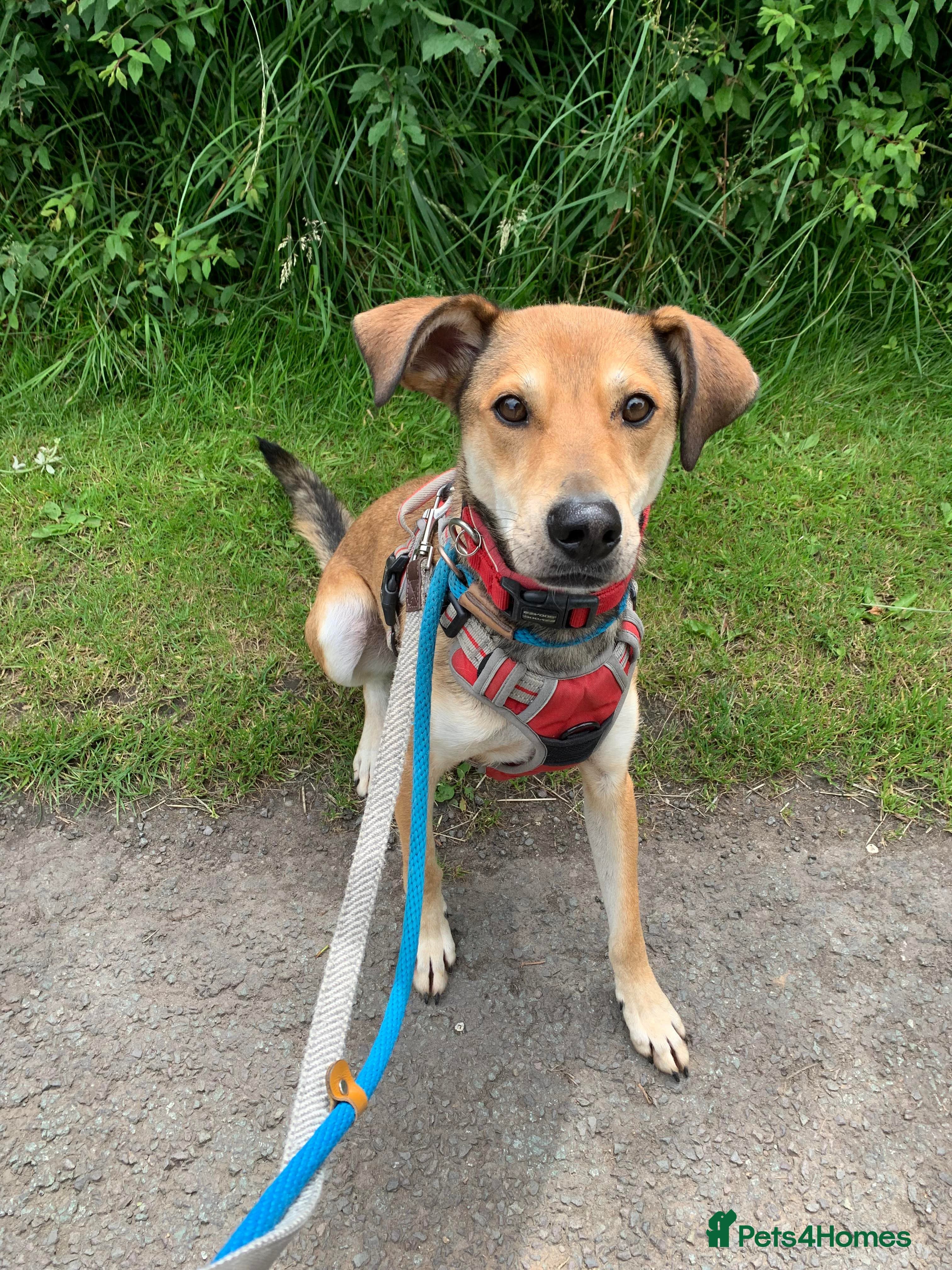 Meet Barney, currently residing in Cheshire photo 5