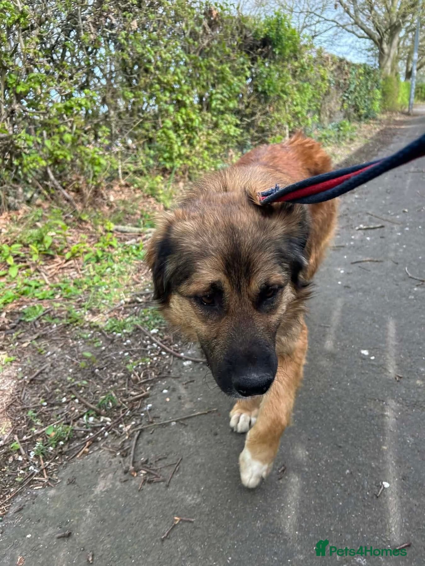 Alfie - Norwich Norfolk photo 5