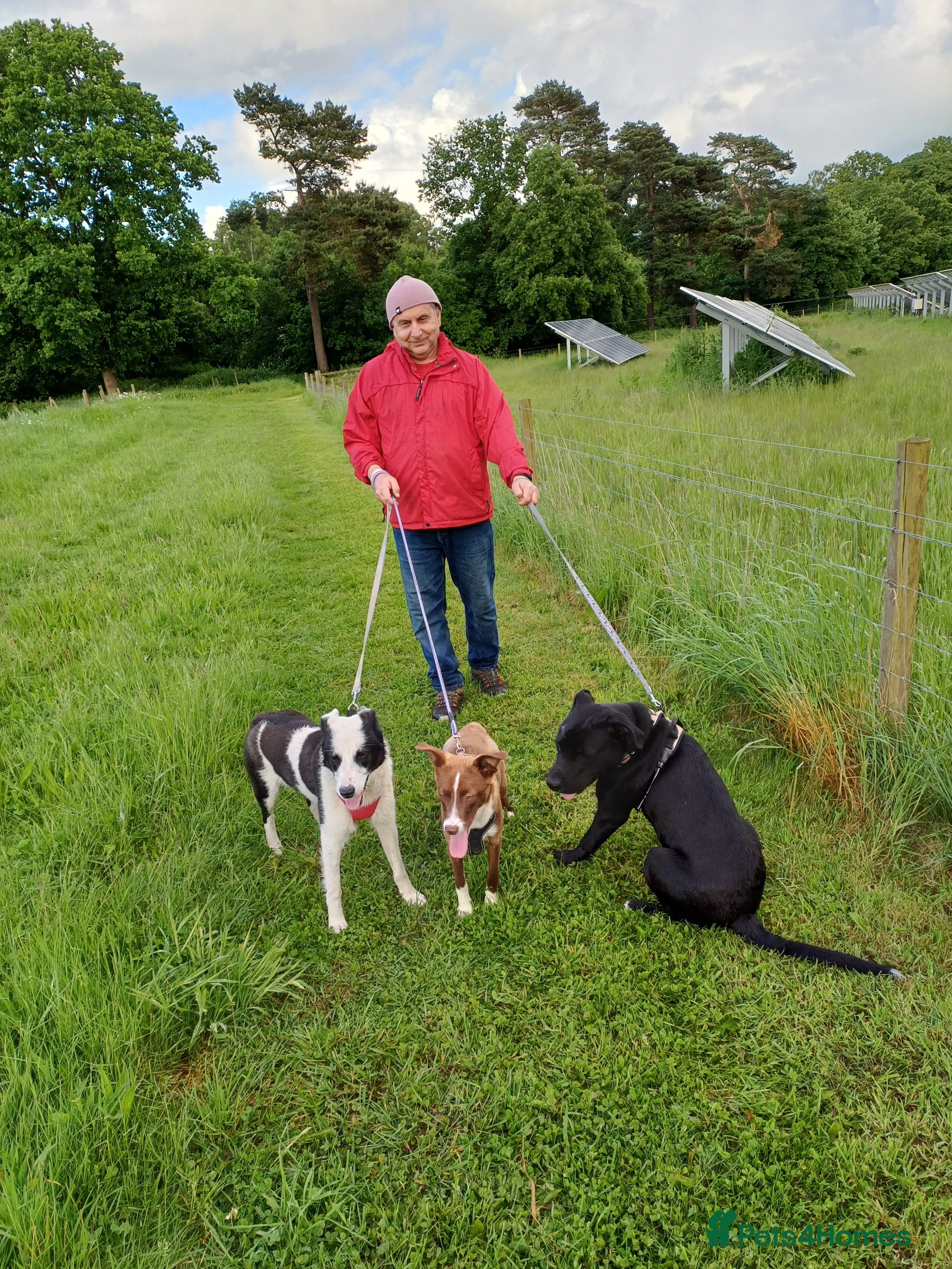 SHEAMUS,URGENT sensitive Soul Labrador Cross photo 26