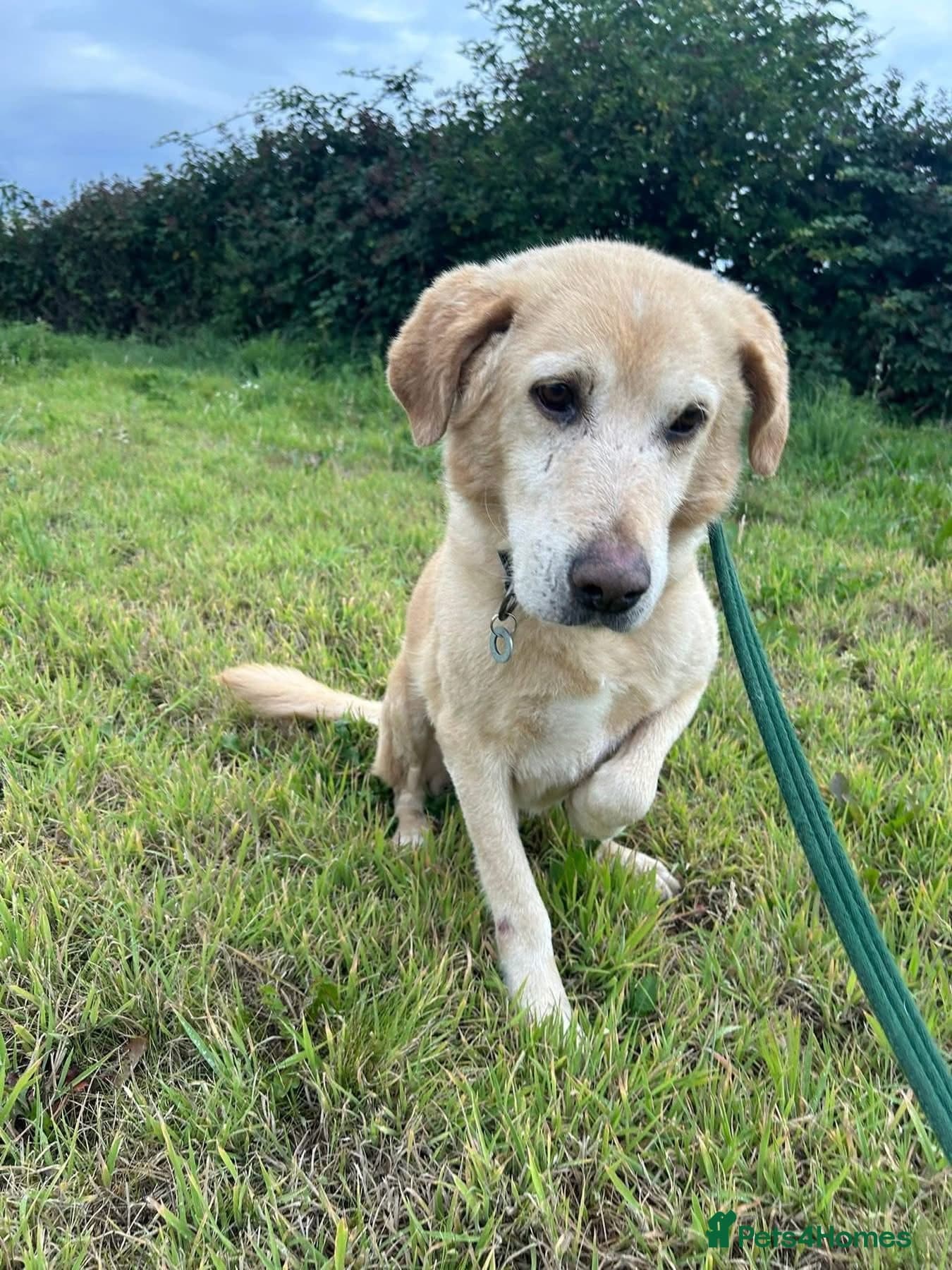 Rupert - Norwich Norfolk photo 3