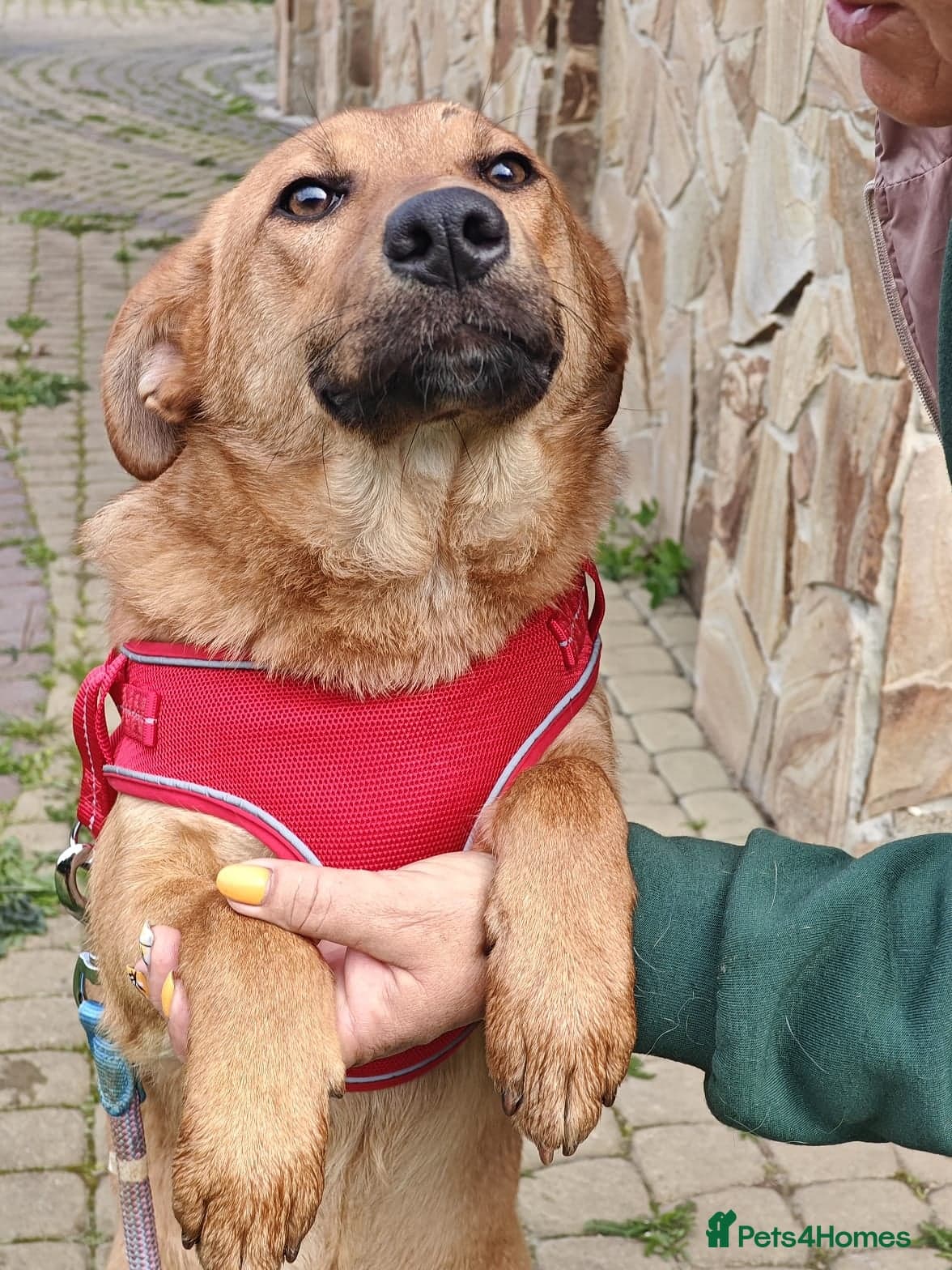 ๏ธ๐ถ yara photo 20