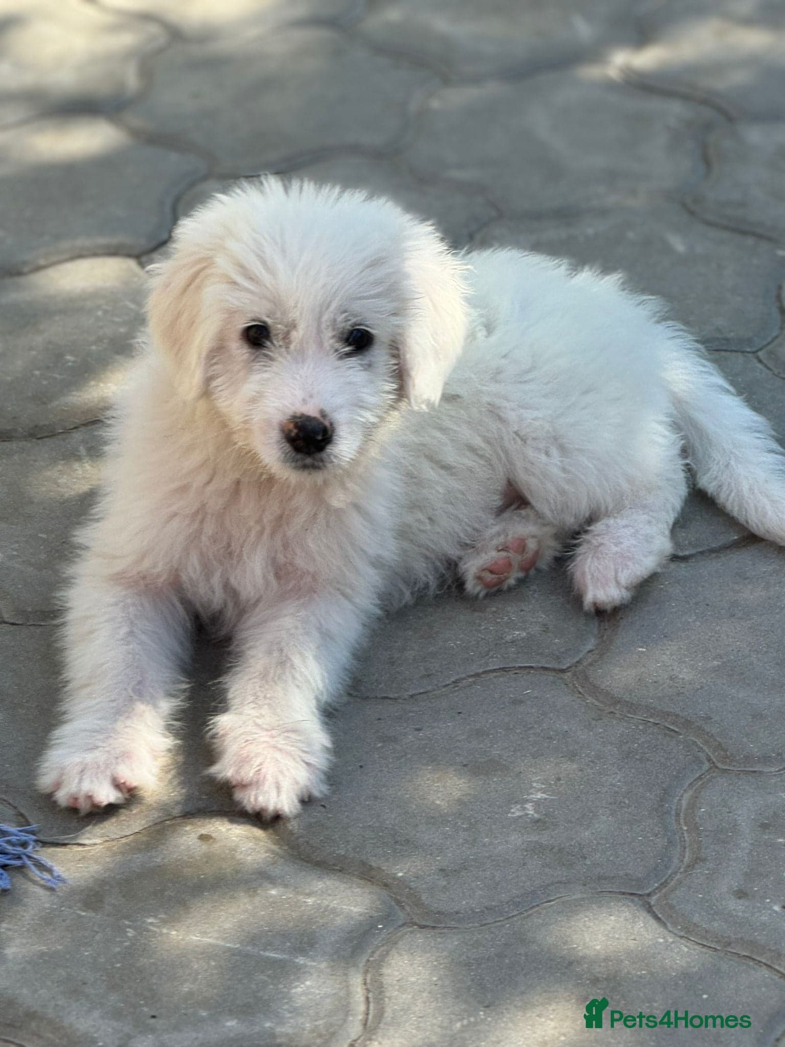 JOJO,URGENT🖤 Superb big Girl photo 22