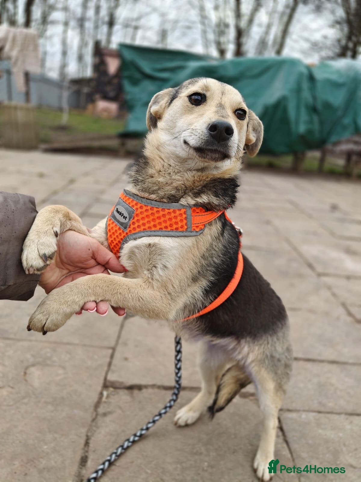 οΈπΆ maree photo 13