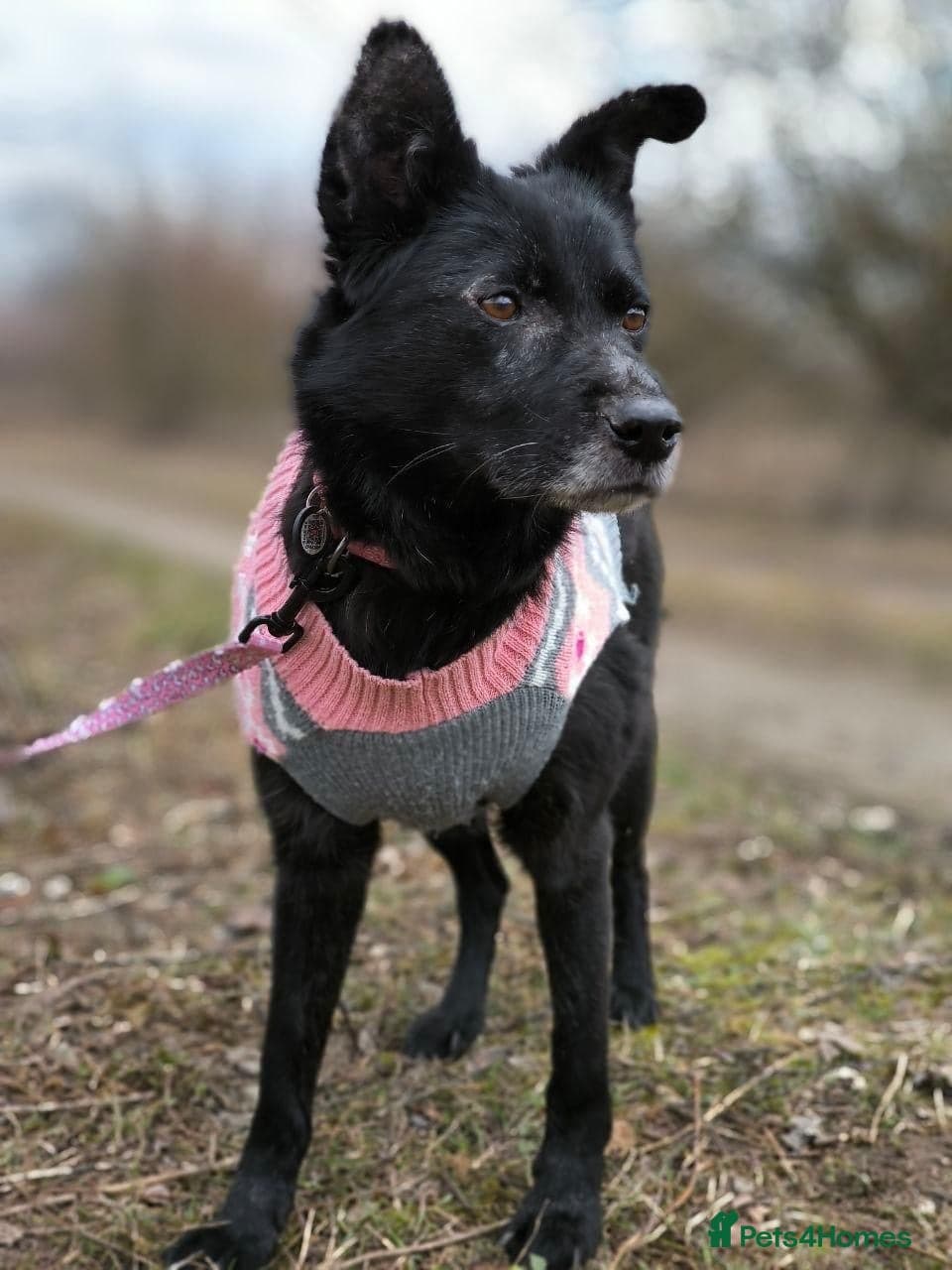 οΈπΆ tofa photo 19