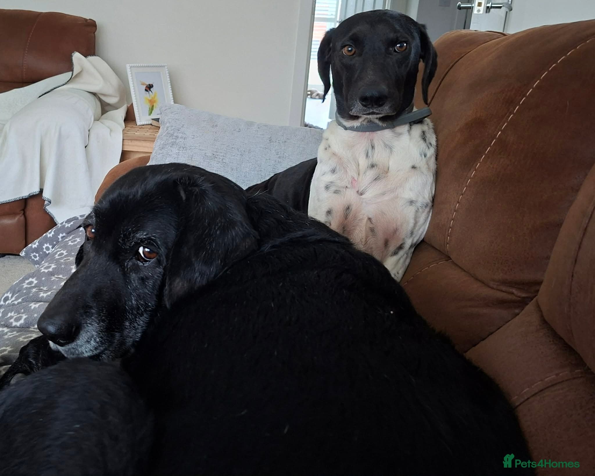 Stratos ! ❤️ a Cypriot sweetheart photo 12