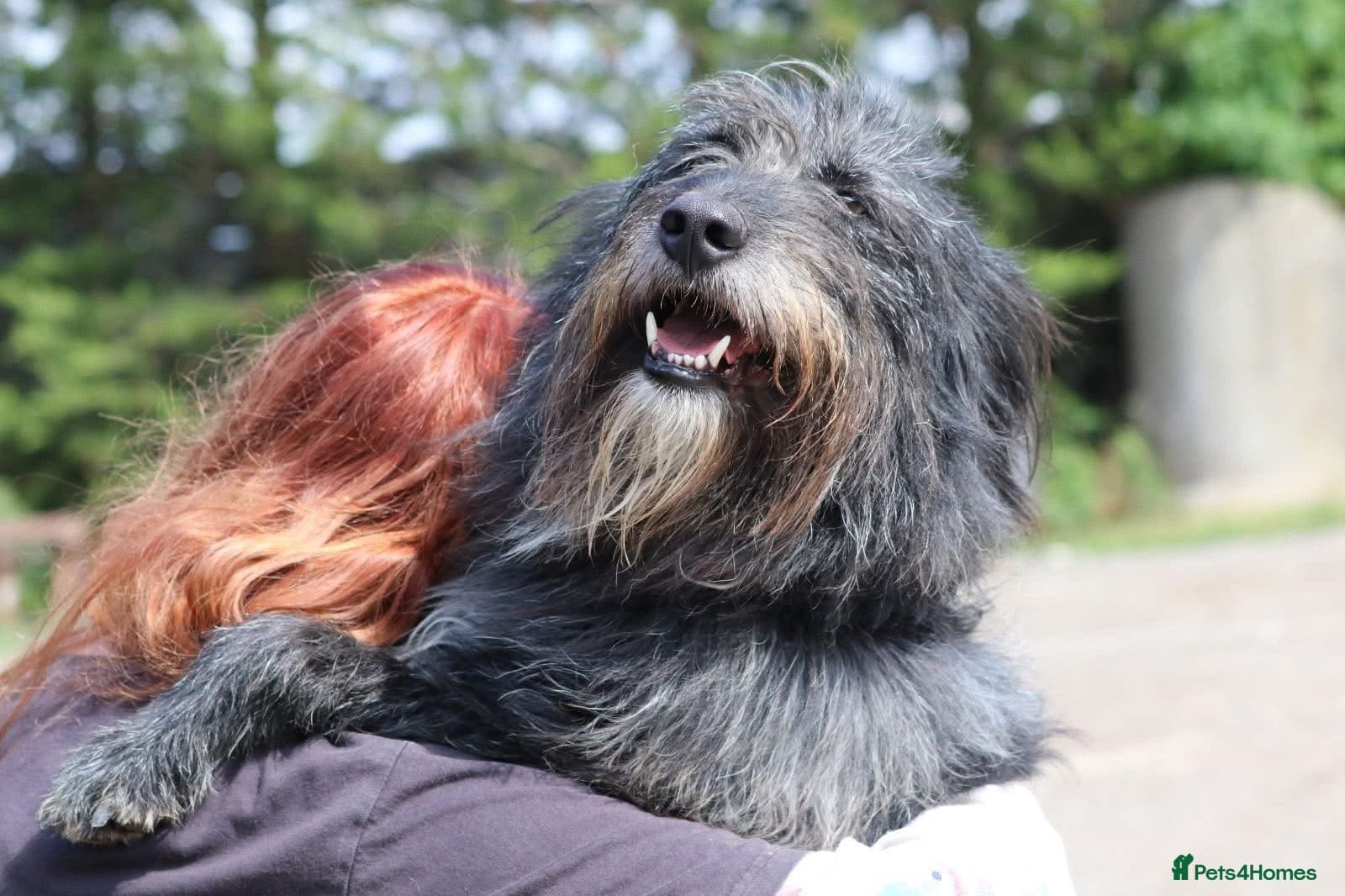 Herbie ๐ Female-only home needed! photo 7