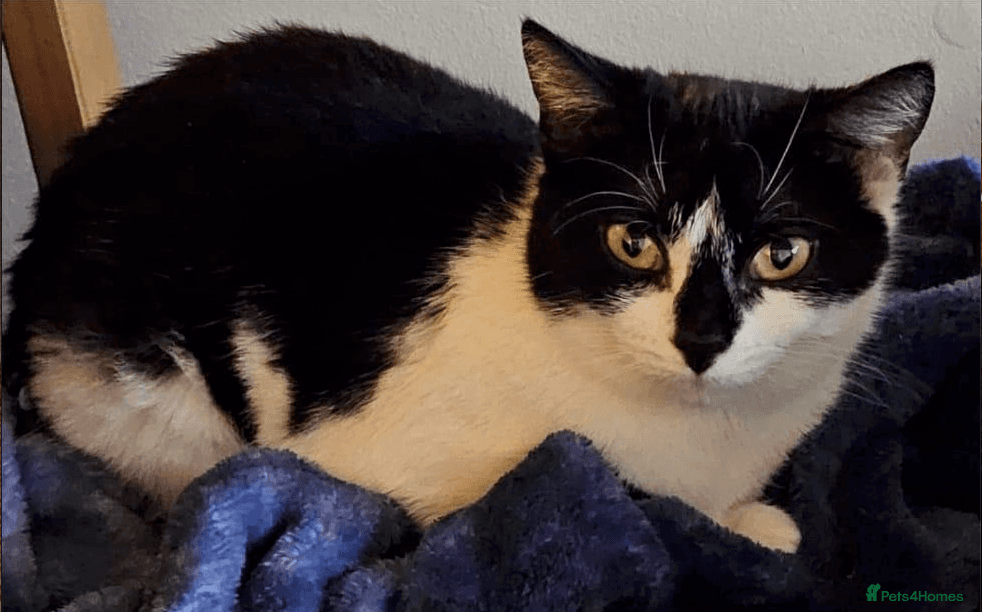 Bonded female pair — Mixed Breed