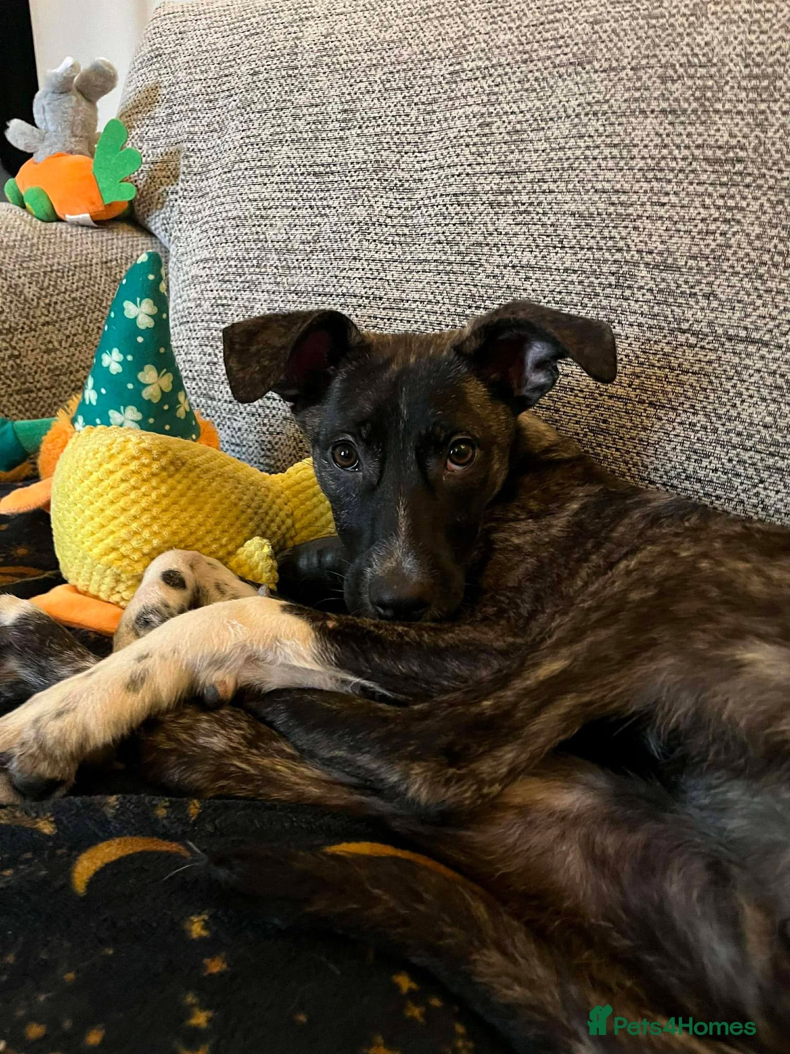 Trusty Tonks photo 3