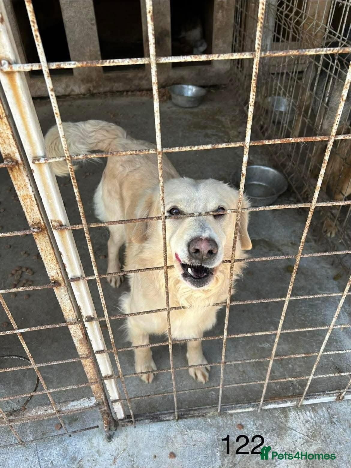 Gerrard - Norwich Norfolk photo 3