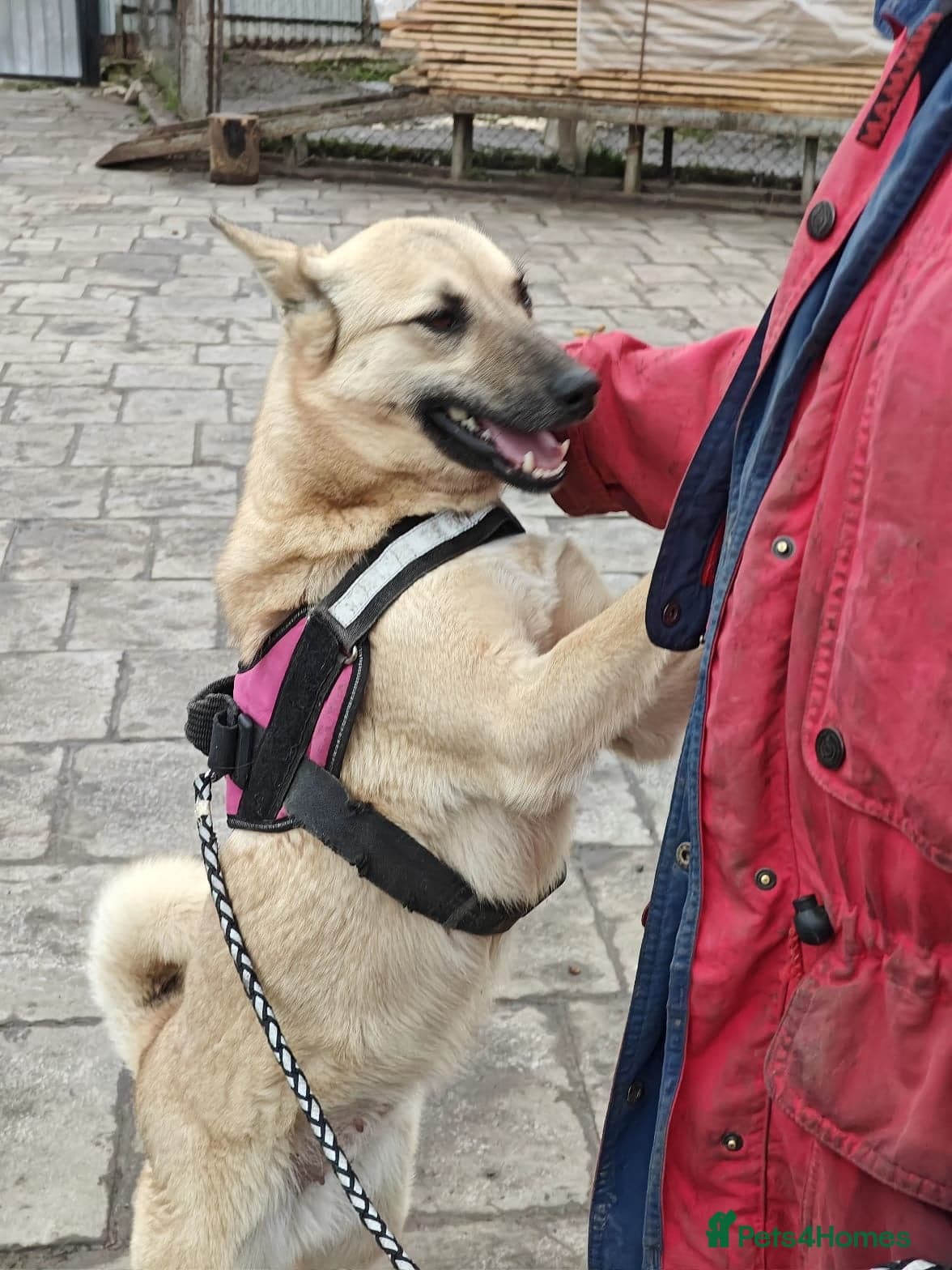 ๏ธ๐ถ stacy photo 14