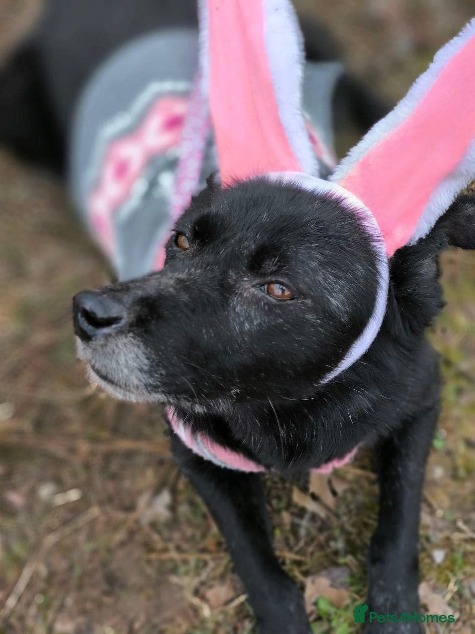 οΈπΆ tofa photo 34