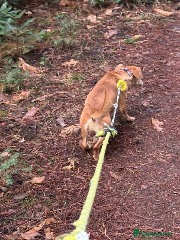 Mavis - Norwich Norfolk photo 12