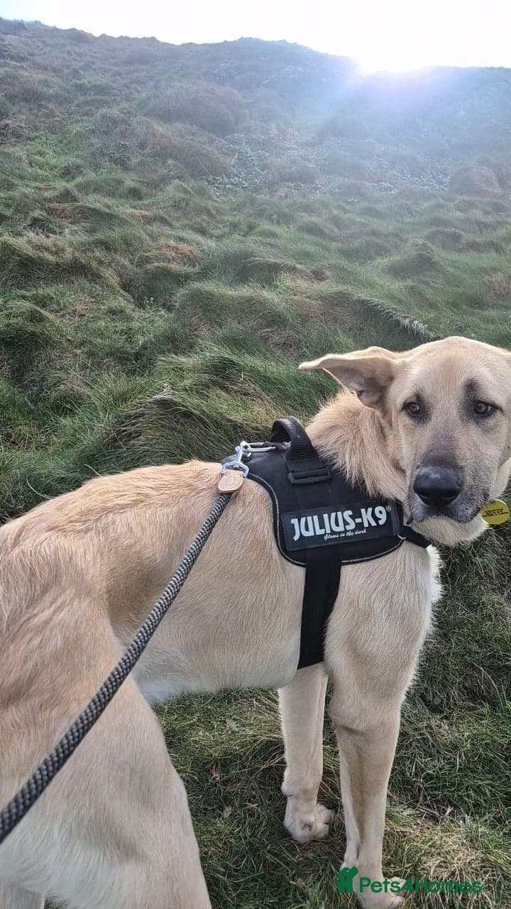 Youthful gentle Balto (Newquay Cornwall) photo 3