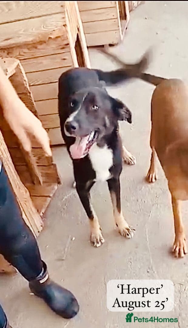 Harper, 2 yrs old approx. photo 12